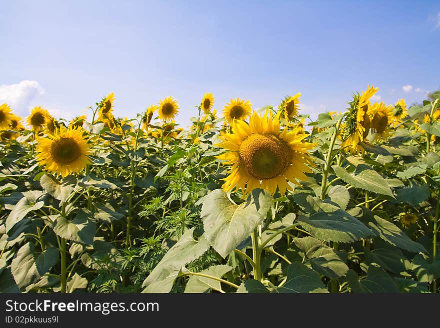 Sunflowers