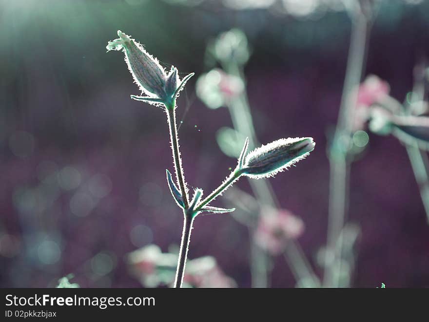 Flower in the rays of the sunrise. Flower in the rays of the sunrise