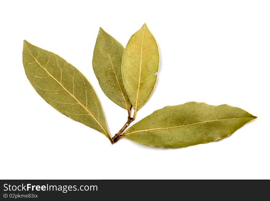 Bay leaves isolated on white background