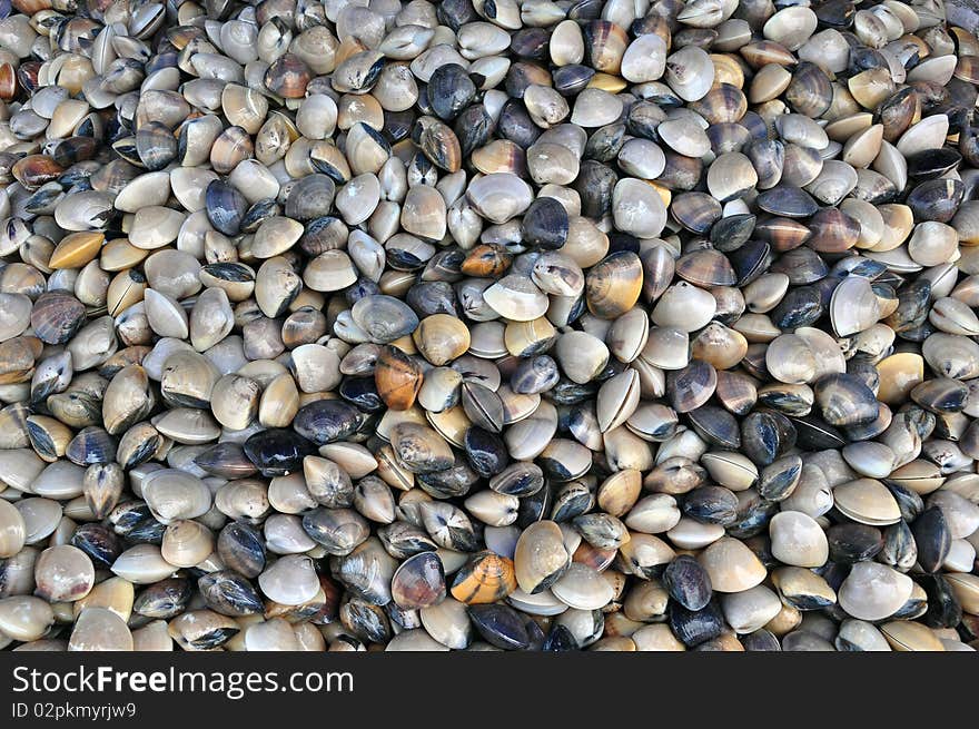 Raw small shell in background. Raw small shell in background