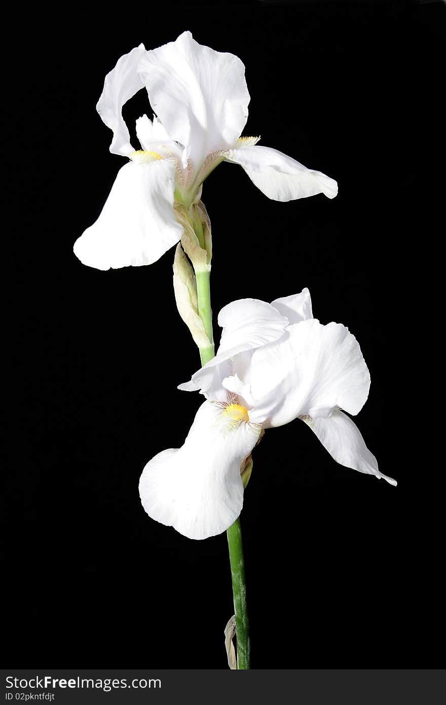 Irises in the black background