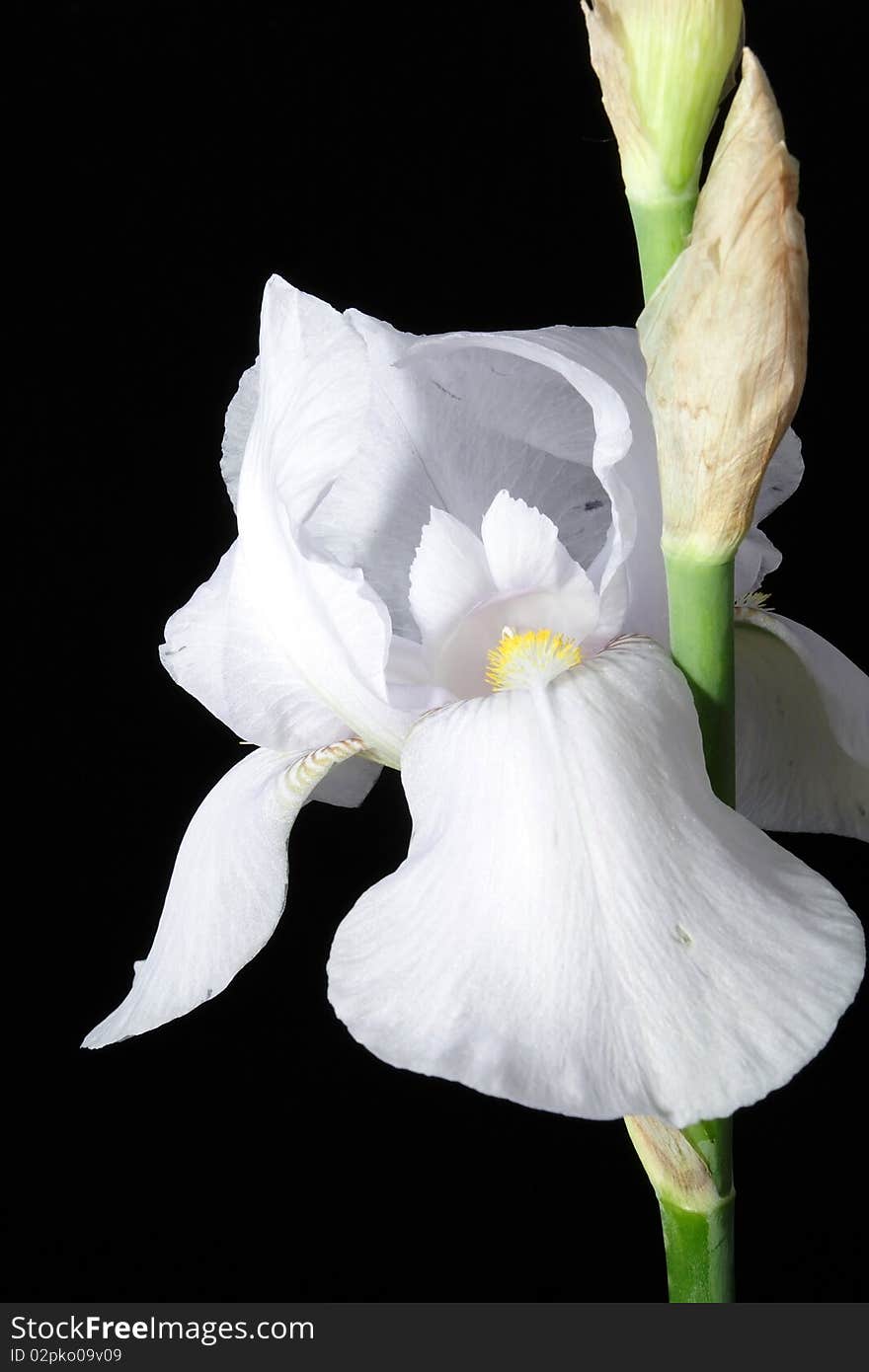 Irises in the black background