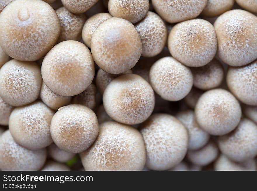 An image of Hypsizygus tessellatus edible mushrooms. An image of Hypsizygus tessellatus edible mushrooms