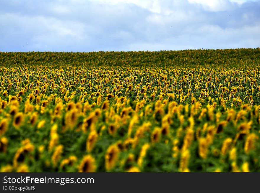 Field of sunflowers