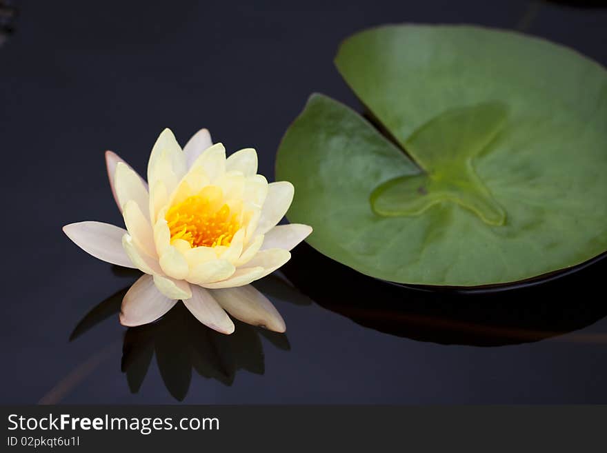 Yellow water lily in a pond with refection