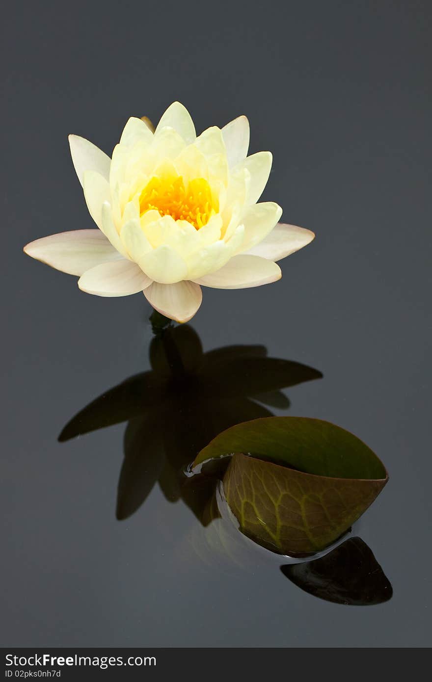 Yellow water lily in a pond with refection