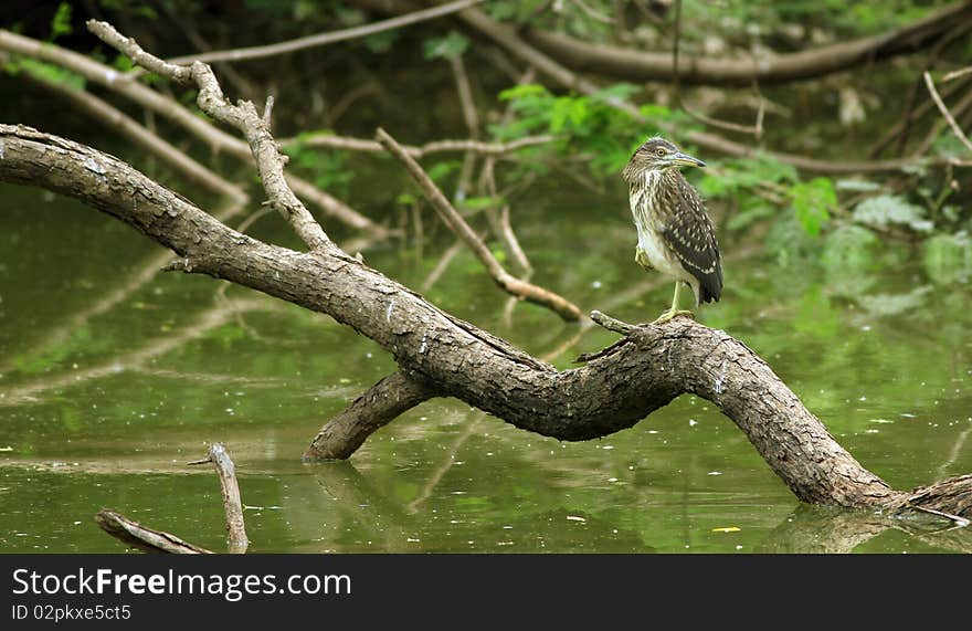 Black crowned night heron