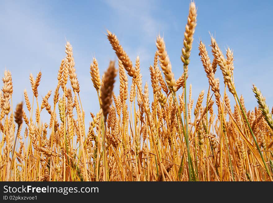 Yellow grain