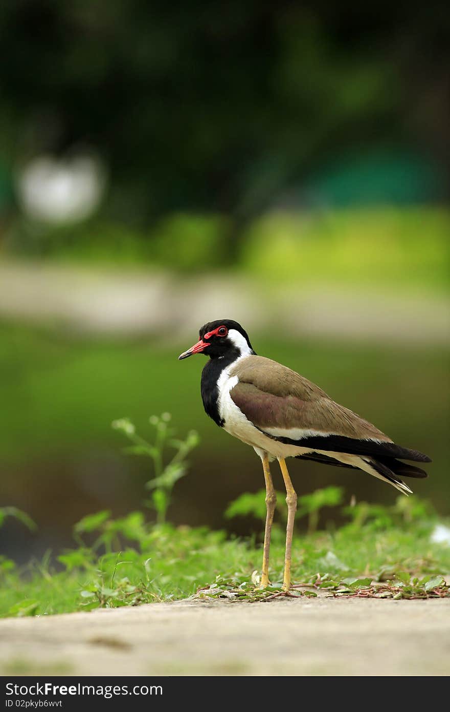 Red wattled lapwing