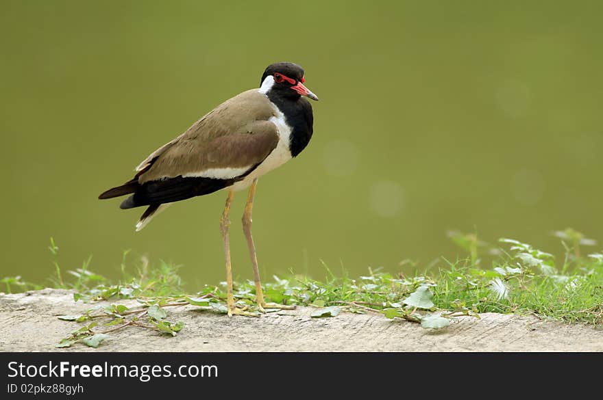 Red wattled lapwing