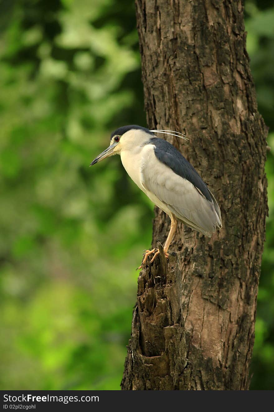 Black crowned night heron