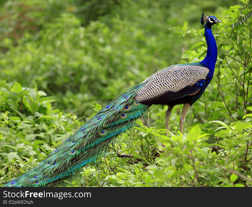 Beautiful pose of peacock with colorful feathers tail. Beautiful pose of peacock with colorful feathers tail.