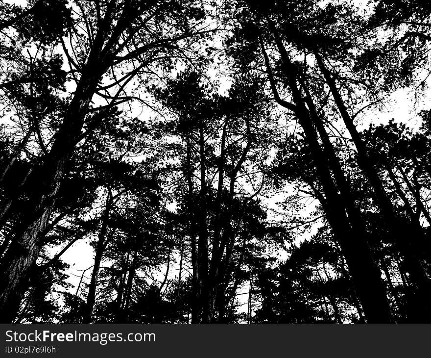 A Pine forest in monochrome. A Pine forest in monochrome