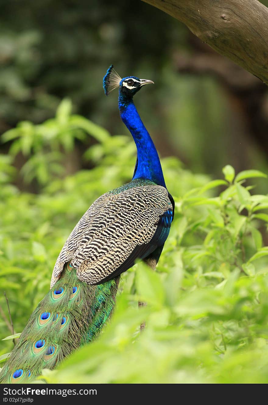 Beautiful pose of peacock with colorful feathers tail. Beautiful pose of peacock with colorful feathers tail.