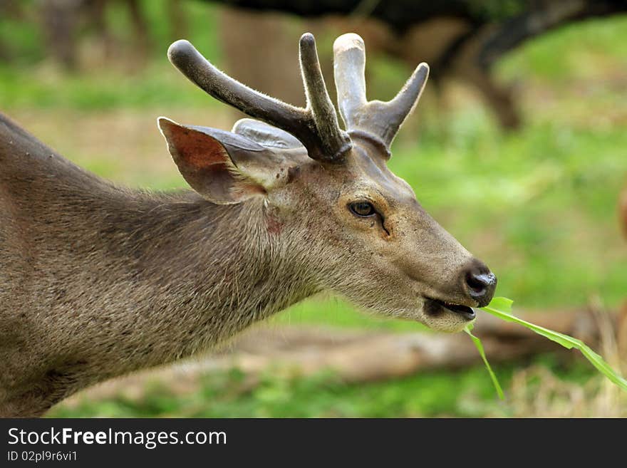 Spotted deers face closeup shot.