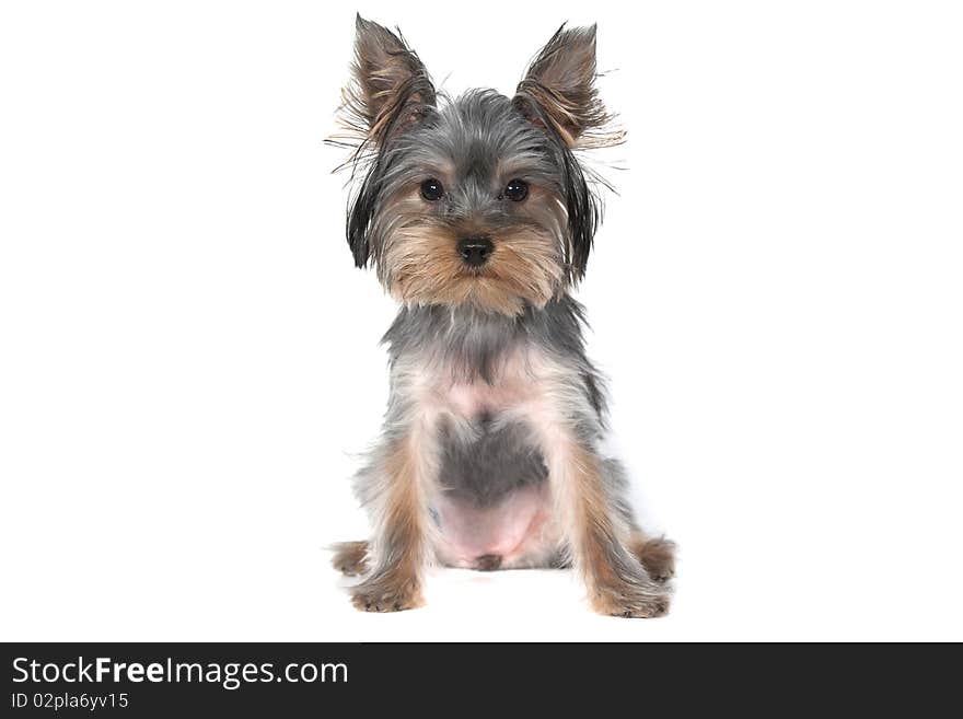 Yorkshire Terrier On The White