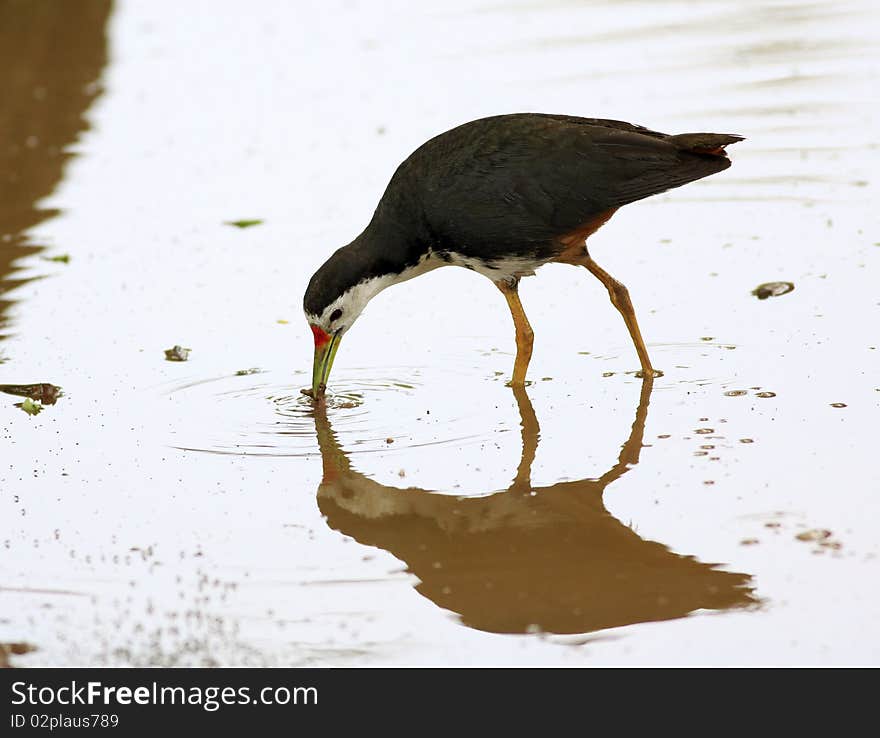 White-breasted Waterhen