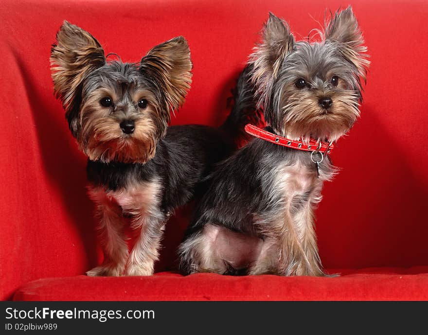 Two puppes yorkshire terrier on the red background