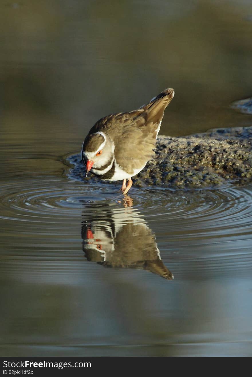 Three banded plover