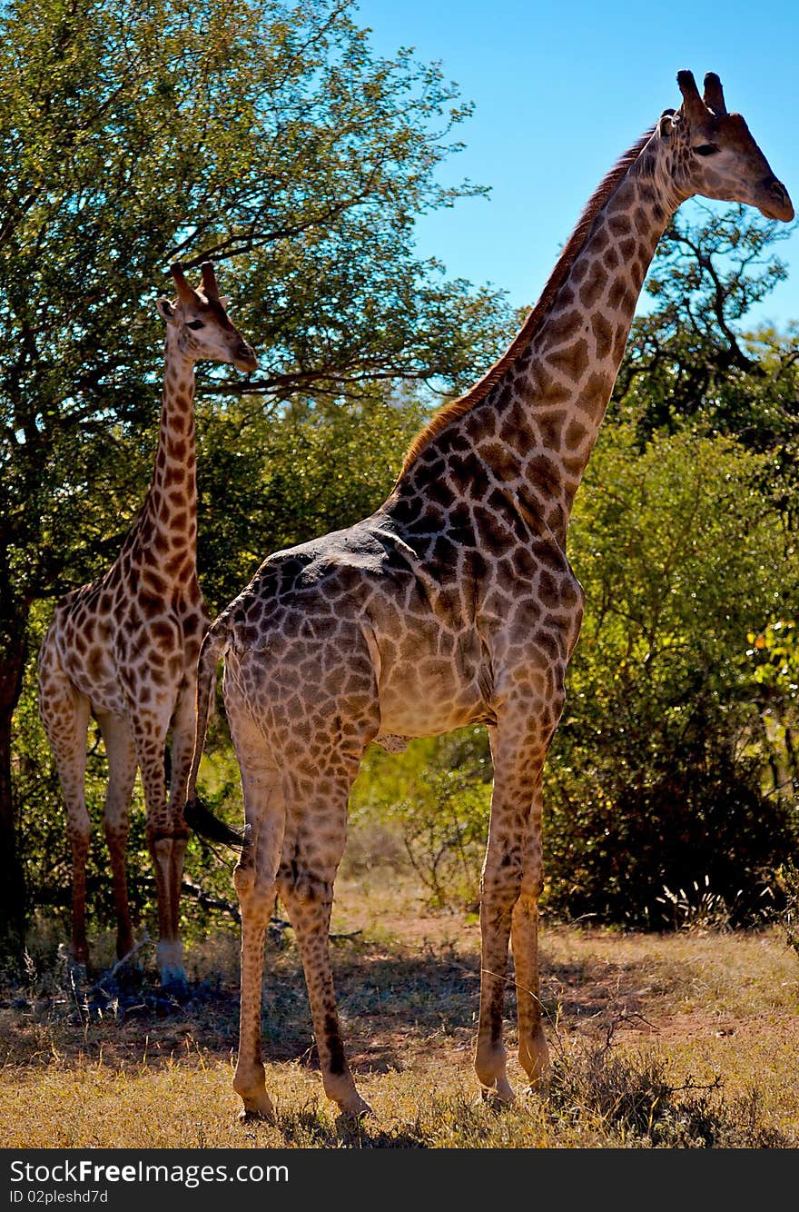 A giraffe in the south african bush. A giraffe in the south african bush