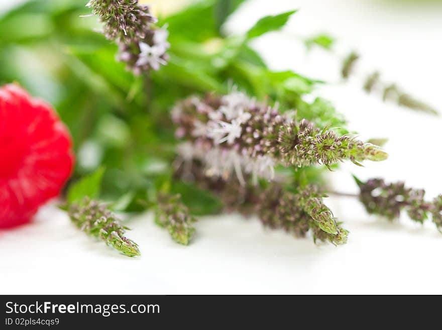 Flowering Mint