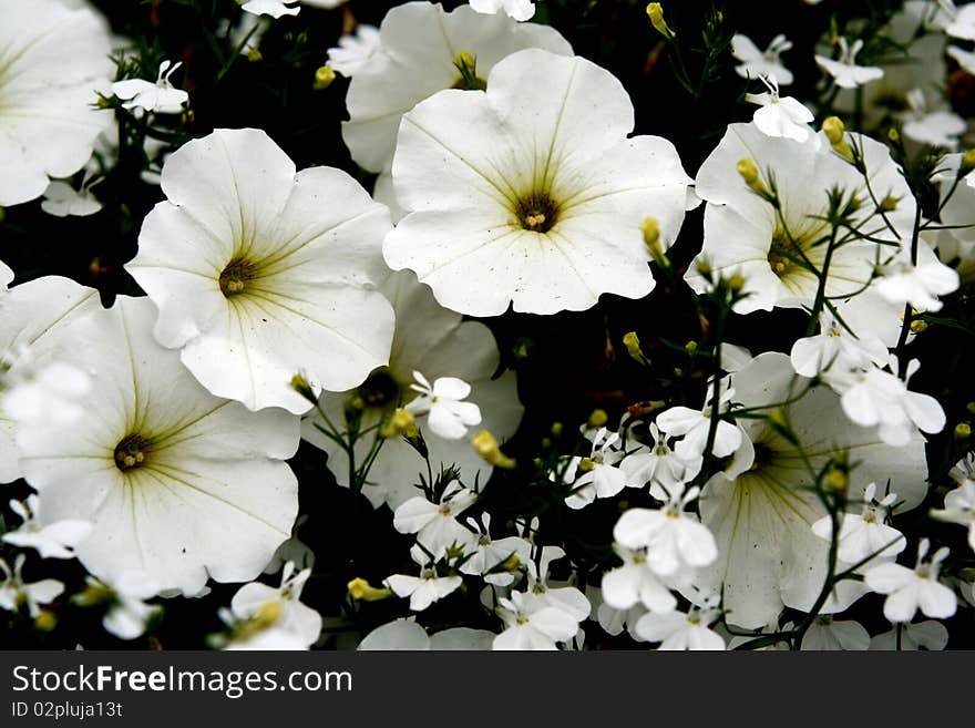 Garden full of beautiful white zinnias. Garden full of beautiful white zinnias