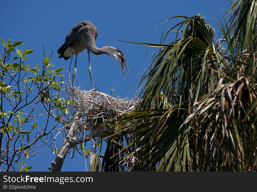 Great Blue Heron on its nest. Great Blue Heron on its nest