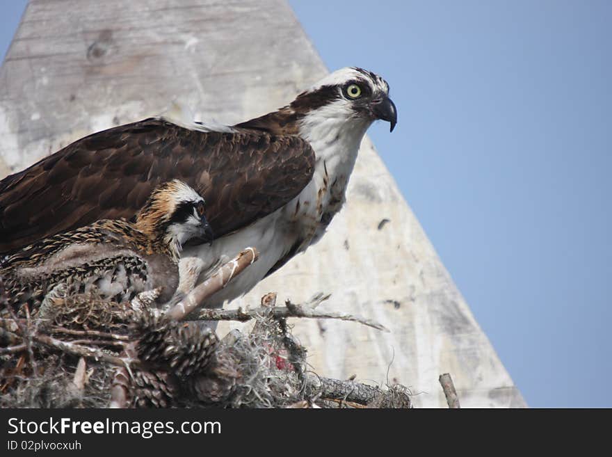 Osprey and chick sitting in nest