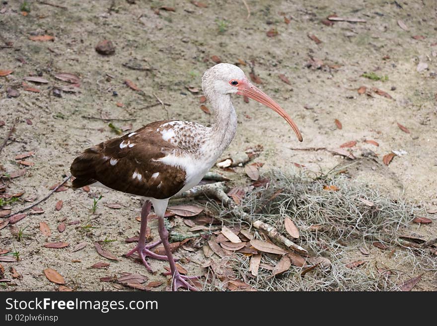 Young White Ibis