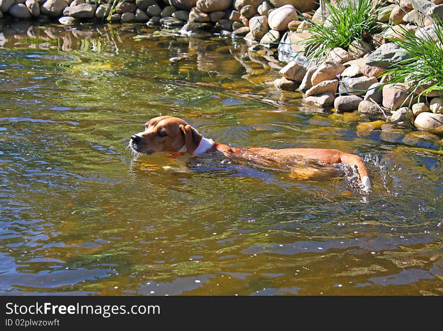 Boxer mix dog swimming