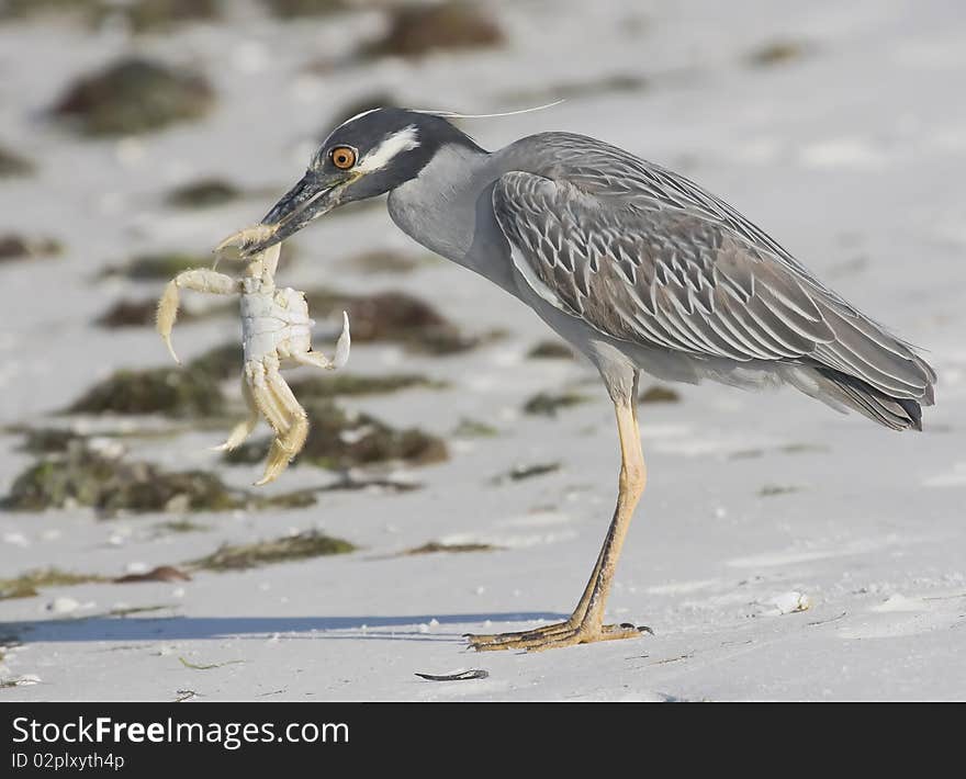 Night Heron Hunting