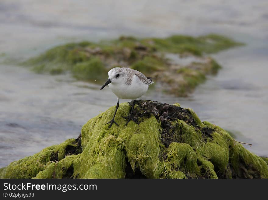 Sanderling bird on rock with seaweed Ft Myers beach, Florida