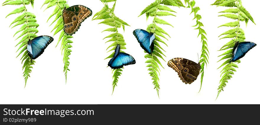 Different shots of a blue morpho butterfly on a fern leaf. Different shots of a blue morpho butterfly on a fern leaf