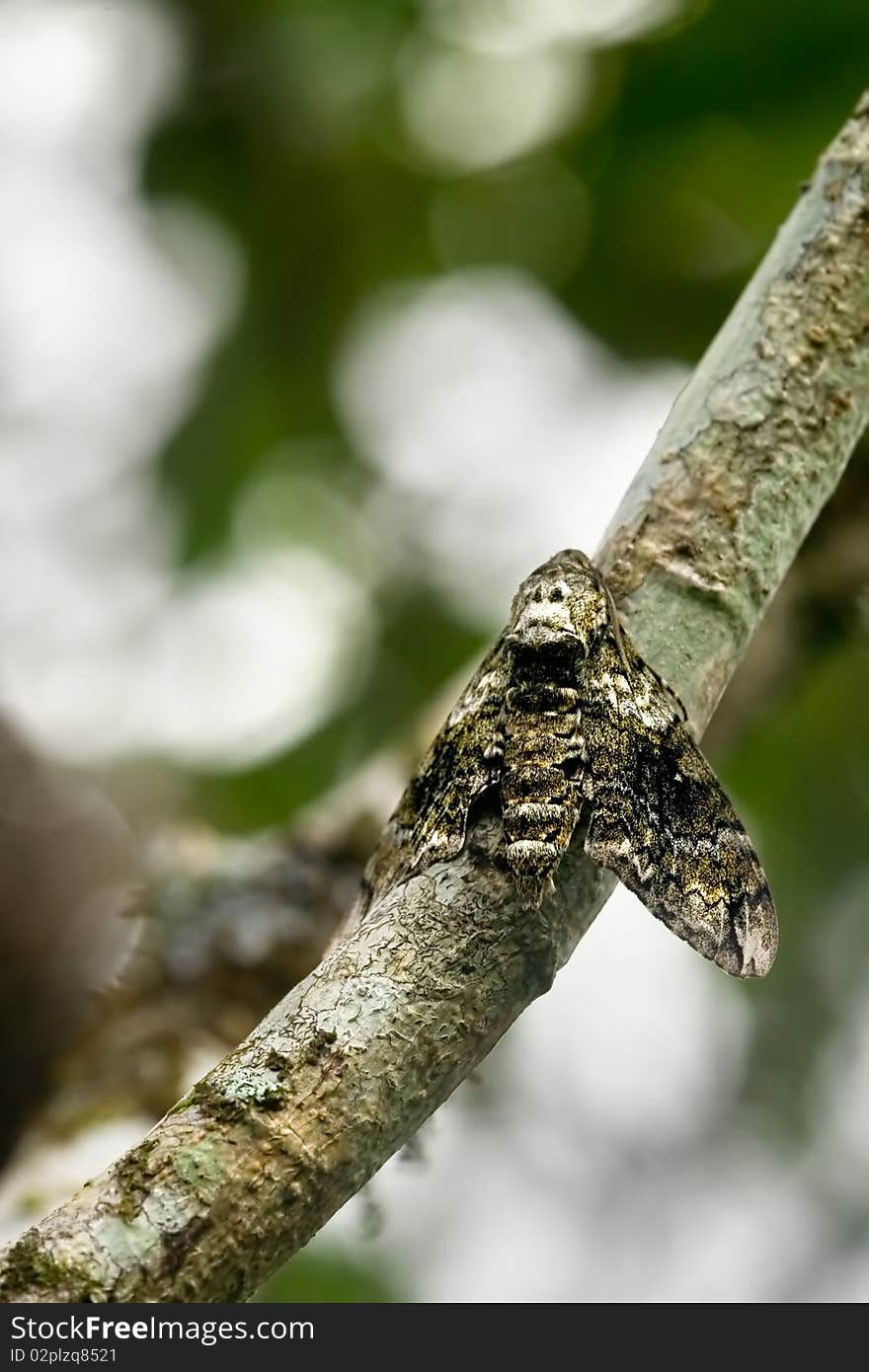 A moth camouflaged on a tree branh