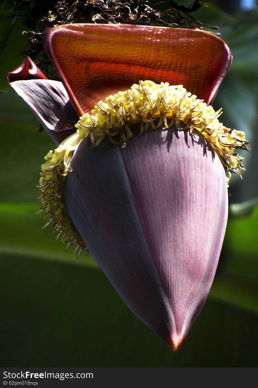 Huge purple and exotic looking - a flower on a banana plant. Huge purple and exotic looking - a flower on a banana plant