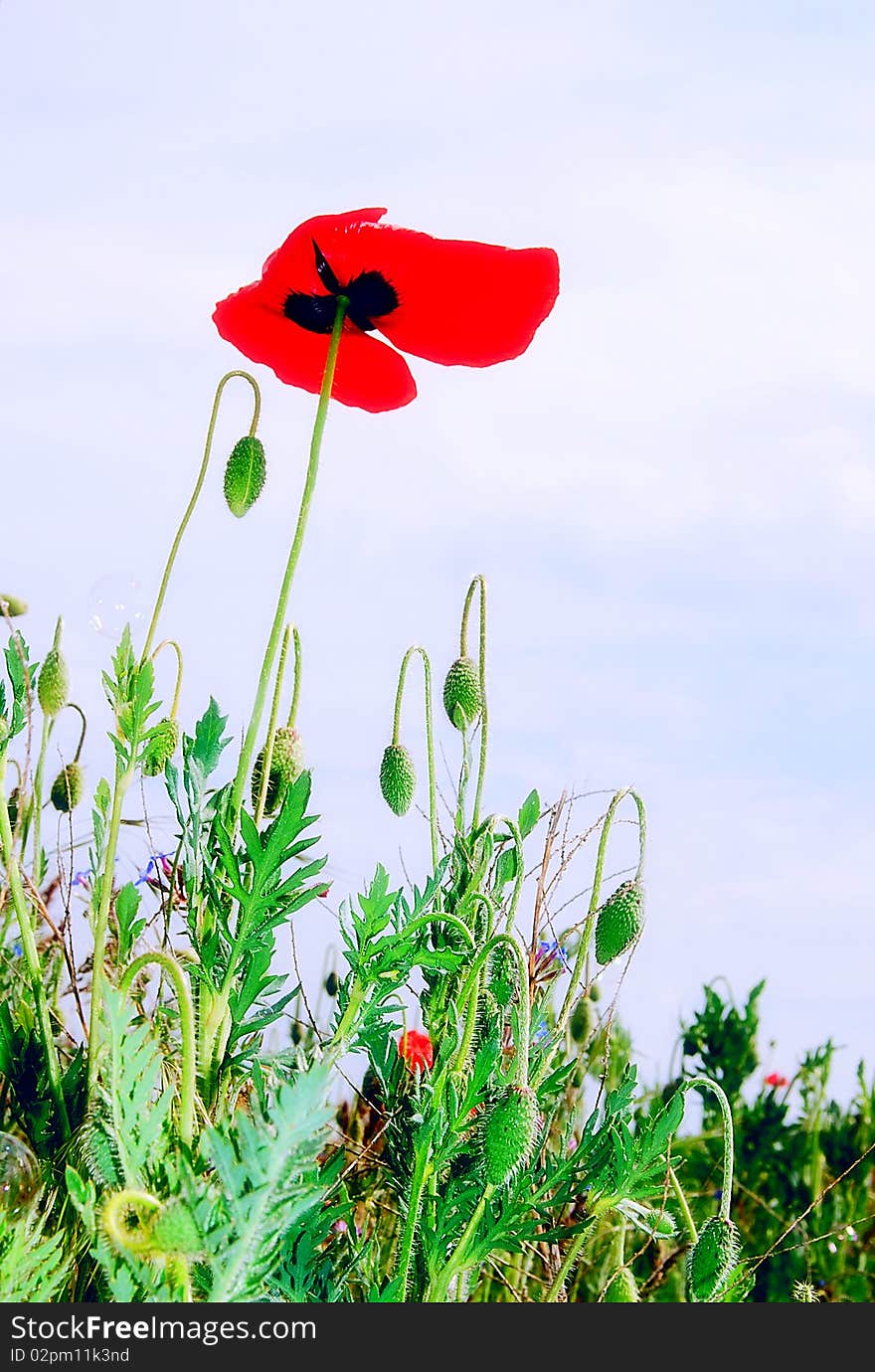 BLUE SKY and POPPY