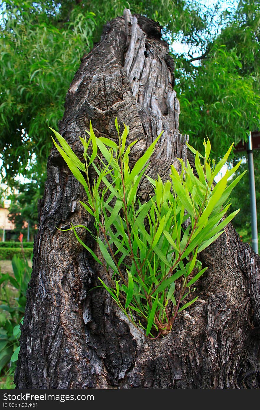 Roadside tree in Bangkok Thailand. Roadside tree in Bangkok Thailand