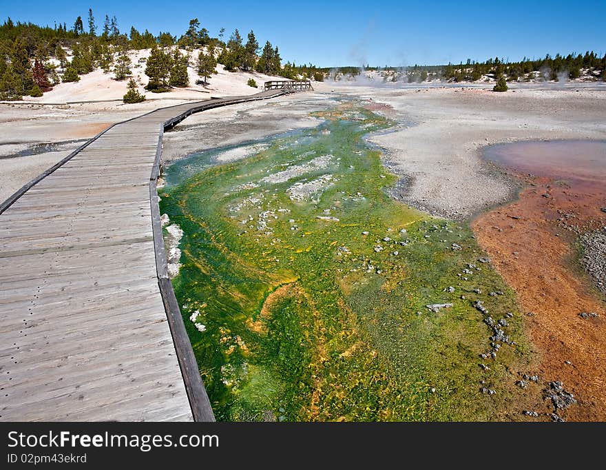 Green cyanidium algae creates a colorful mat at Yellowstone's Porcelain Basin.