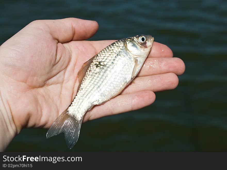 Fish Gudgeon