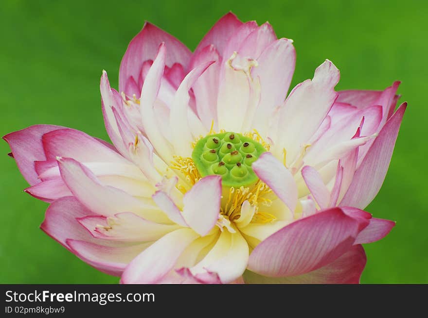 Lotus flower with fresh color and green background. Lotus flower with fresh color and green background