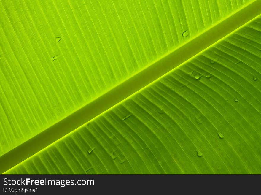 Banana palm tree green leaf close-up background. Banana palm tree green leaf close-up background