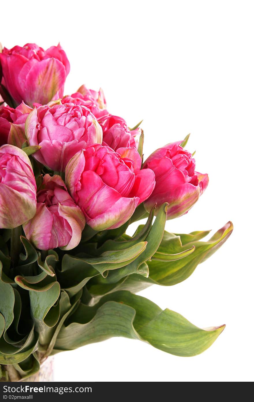 Bouquet of pink tulips on white background