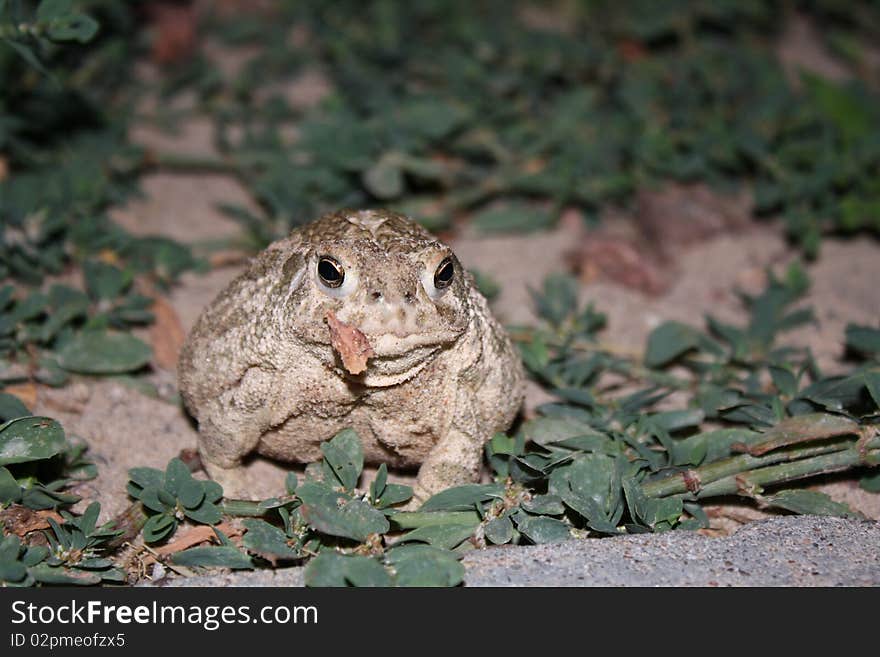 Toad with a leaf