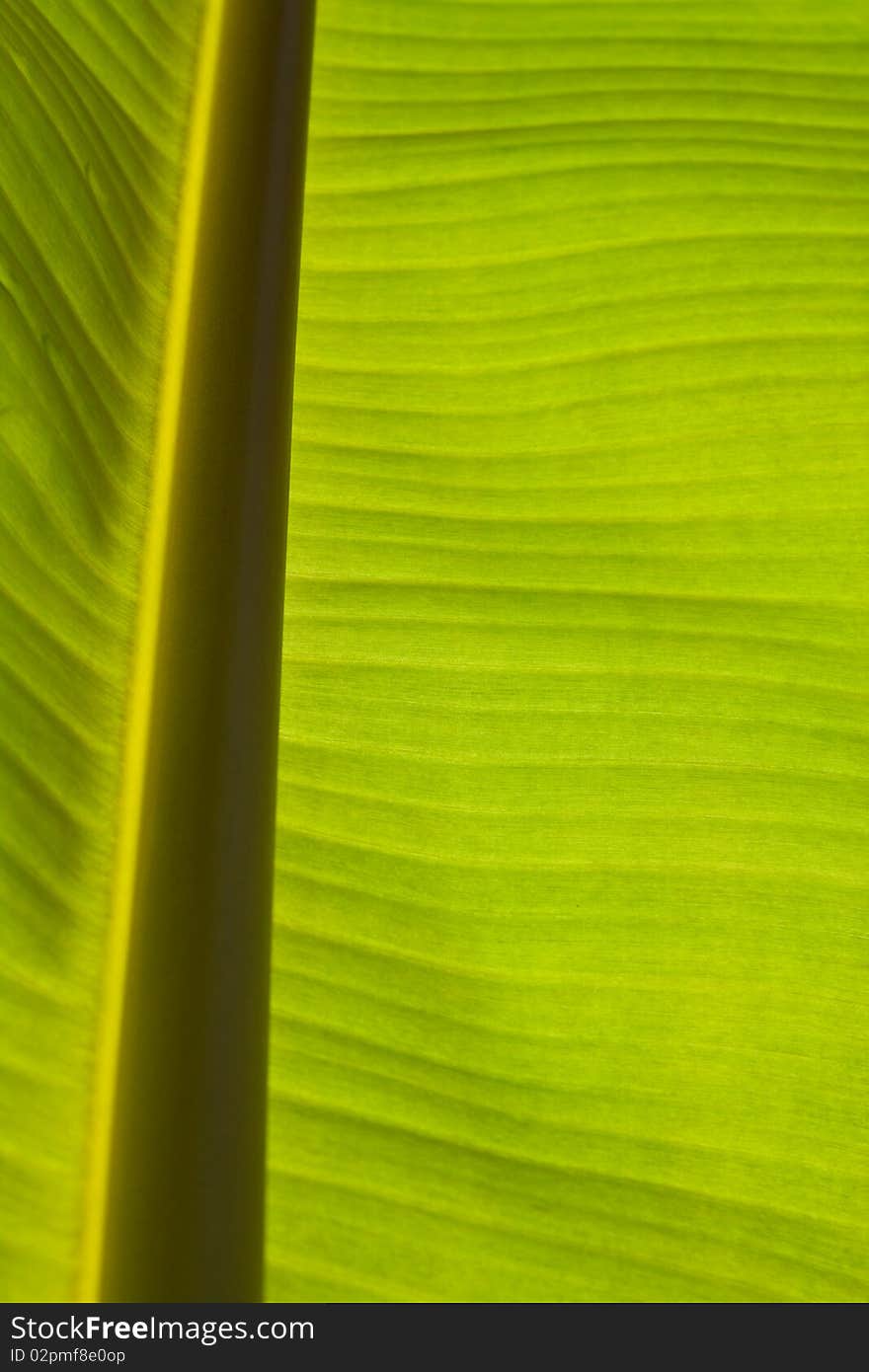 Banana palm tree green leaf close-up background. Banana palm tree green leaf close-up background