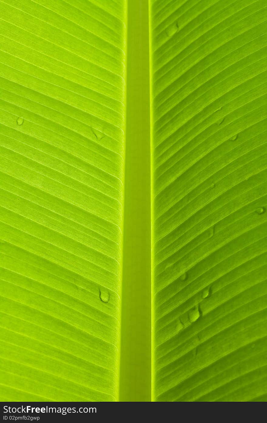 Banana palm tree green leaf close-up background. Banana palm tree green leaf close-up background