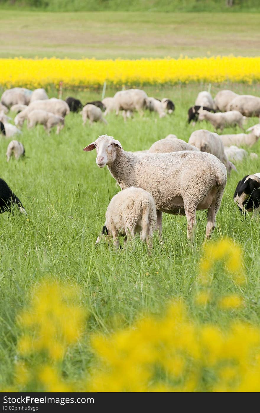 Sheep And Canola