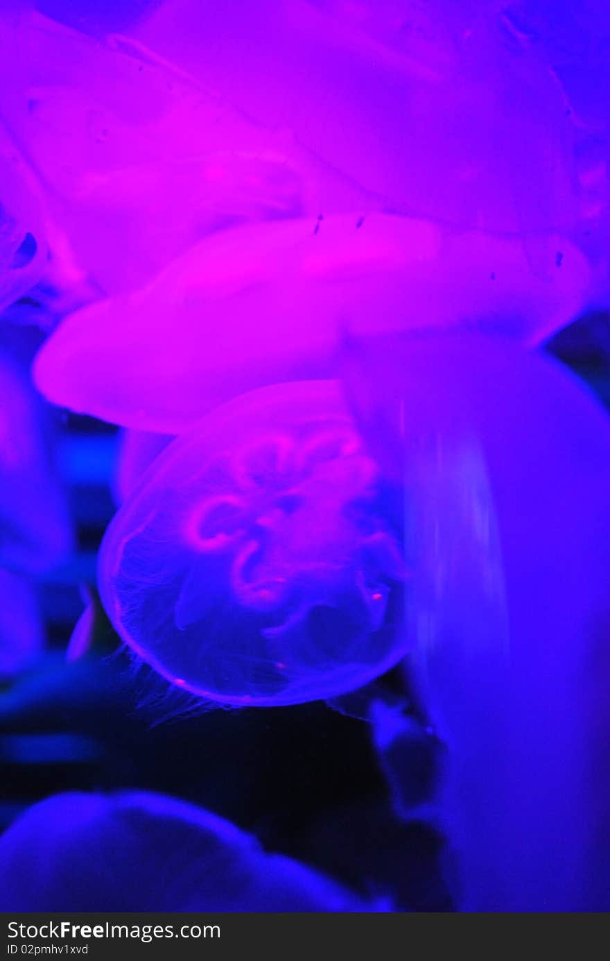 Brightly-lit Jellies in dark water create a surreal scene. Brightly-lit Jellies in dark water create a surreal scene.