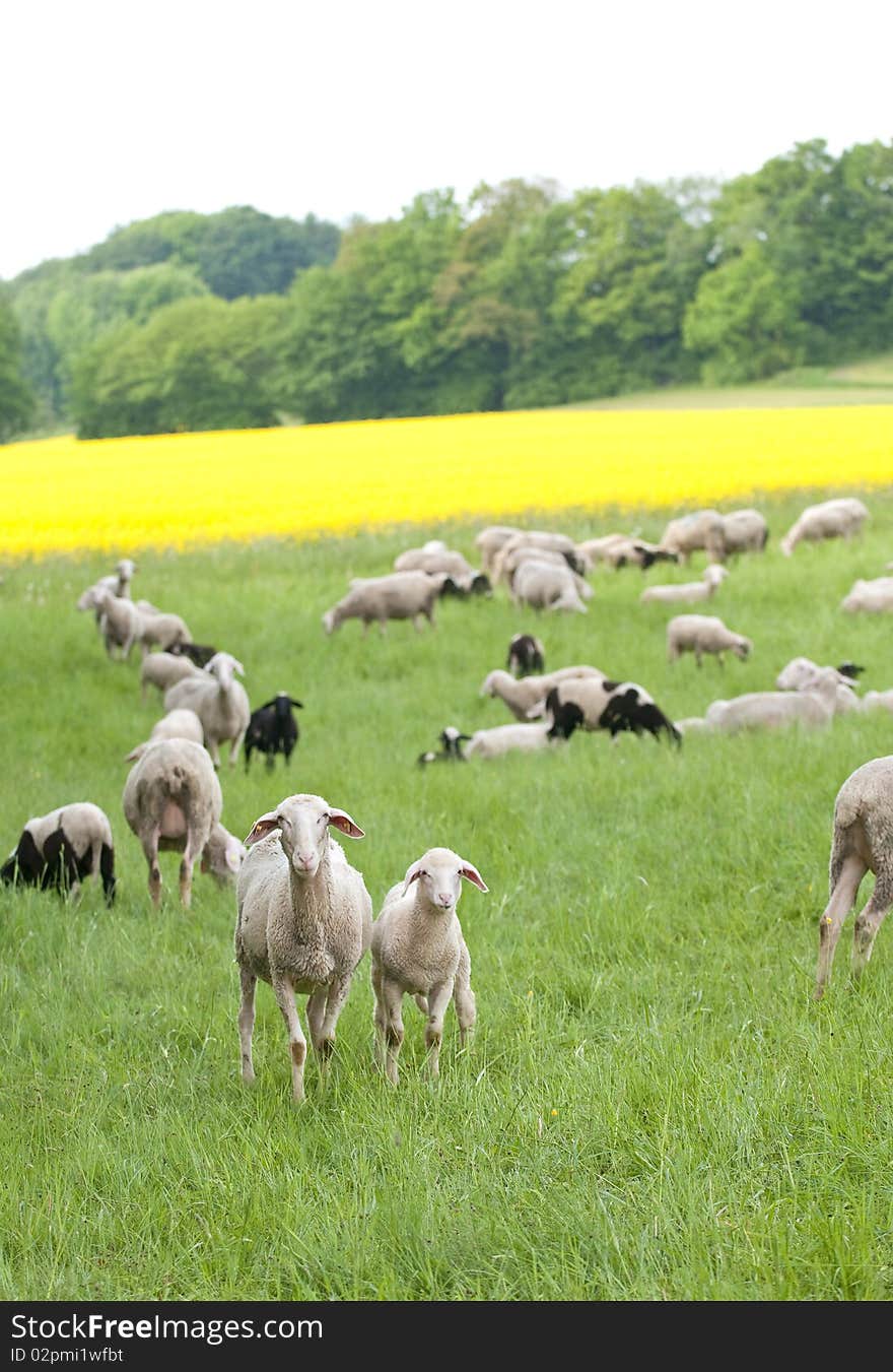 Sheep and Canola