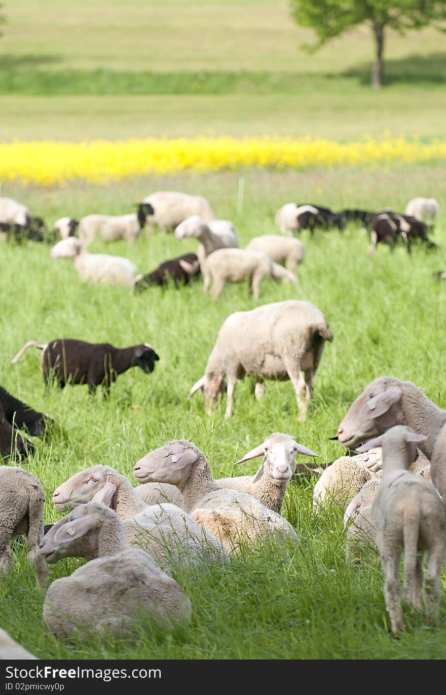 Sheep And Canola