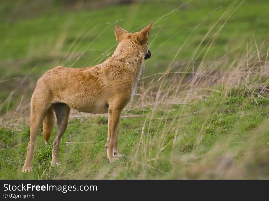 A stray dog looking behind